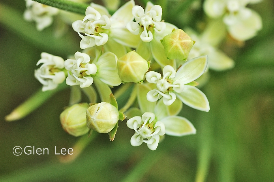 Asclepias Verticillata Photos Saskatchewan Wildflowers